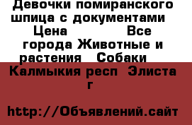 Девочки помиранского шпица с документами › Цена ­ 23 000 - Все города Животные и растения » Собаки   . Калмыкия респ.,Элиста г.